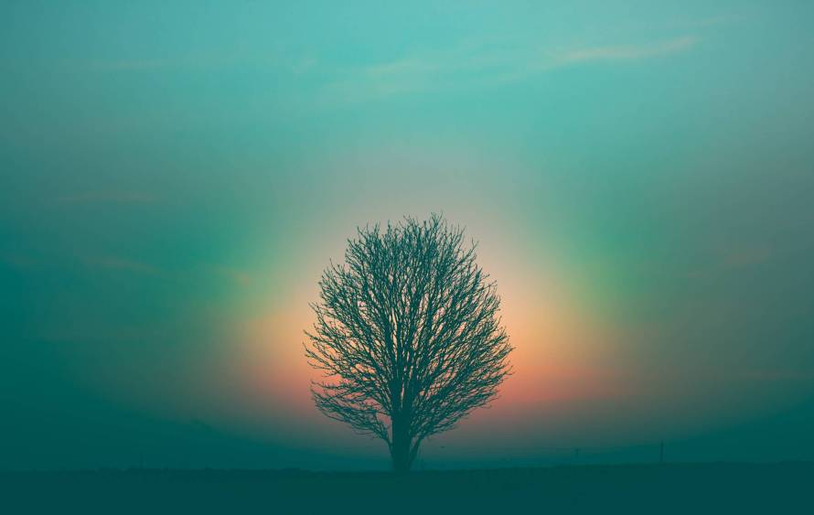 Rainbow tree 🌈